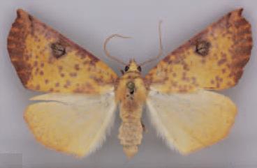 /filer/webapps/moths/media/images/K/kasungensis_Terpnostola_PT_TMSA_03.jpg