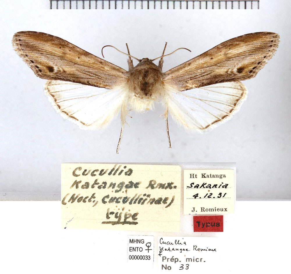 /filer/webapps/moths/media/images/K/katangae_Cucullia_HT_MHNG.jpg