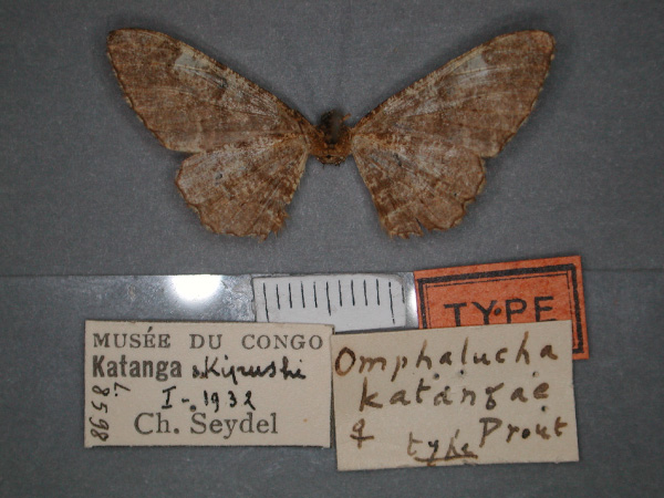 /filer/webapps/moths/media/images/K/katangae_Omphalucha_HT_RMCA_02.jpg