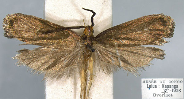 /filer/webapps/moths/media/images/K/katangaica_Lecithocera_HT_RMCA.jpg