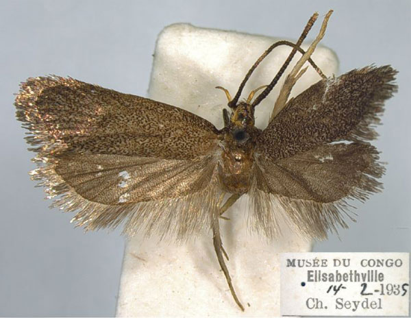 /filer/webapps/moths/media/images/K/katangaica_Lecithocera_PTF_RMCA.jpg