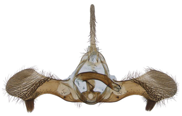 /filer/webapps/moths/media/images/K/katangana_Ubawamzuri_GMHT_MHNG_201306.jpg