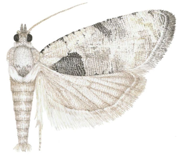 /filer/webapps/moths/media/images/K/katangana_Ubawamzuri_HT_MHNG.jpg