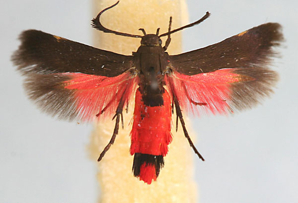 /filer/webapps/moths/media/images/K/katangensis_Eretmocera_PT_MHNG.jpg