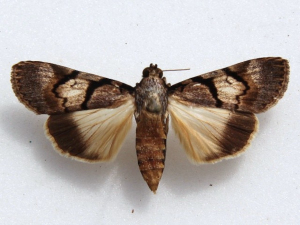 /filer/webapps/moths/media/images/K/kathrina_Audea_Goffa_01.jpg