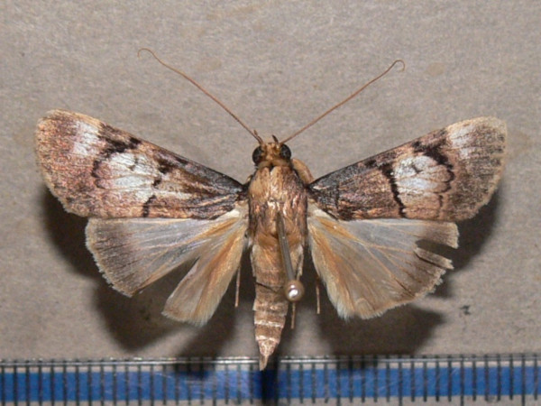 /filer/webapps/moths/media/images/K/kathrina_Audea_Goffa_02.jpg