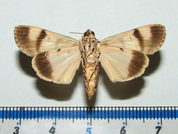 /filer/webapps/moths/media/images/K/kathrina_Audea_Goffb_01.jpg