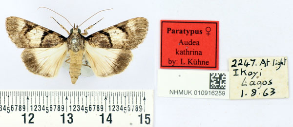 /filer/webapps/moths/media/images/K/kathrina_Audea_PT_BMNH.jpg