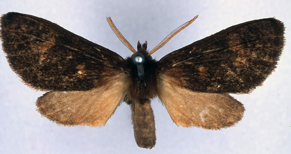 /filer/webapps/moths/media/images/K/katriona_Metarctia_HT_BMNH_01.jpg