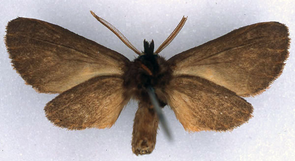 /filer/webapps/moths/media/images/K/katriona_Metarctia_HT_BMNH_02.jpg