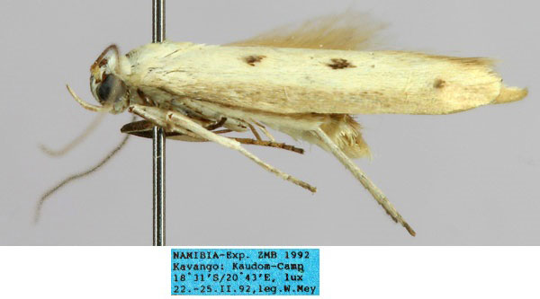 /filer/webapps/moths/media/images/K/kavangensis_Scythris_HT_ZMHB_muPf56s.jpg
