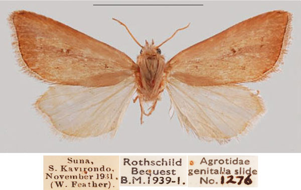 /filer/webapps/moths/media/images/K/kavirondo_Sesamia_HT_NHMUKa.jpg