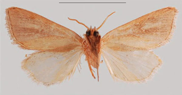 /filer/webapps/moths/media/images/K/kavirondo_Sesamia_HT_NHMUKb.jpg