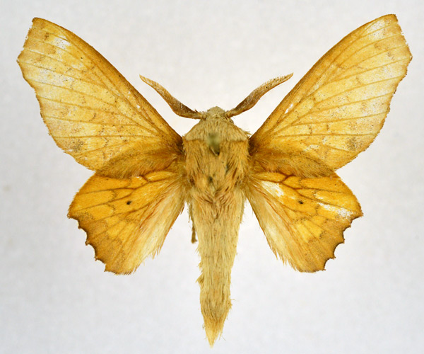 /filer/webapps/moths/media/images/K/kawai_Theophasida_AM_NHMO.jpg