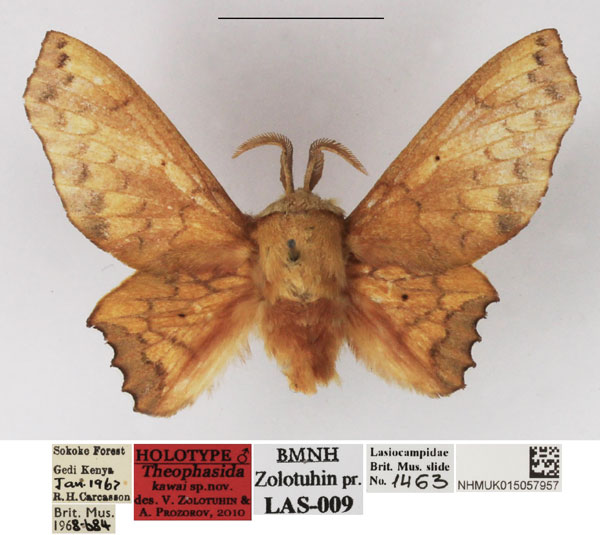 /filer/webapps/moths/media/images/K/kawai_Theophasida_HT_NHMUK.jpg