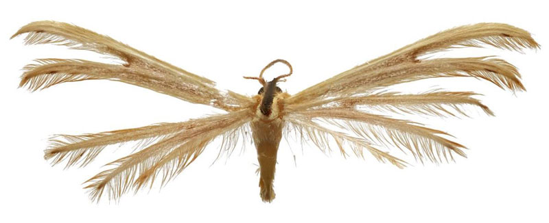 /filer/webapps/moths/media/images/K/kaweri_Hellinsia_HT_ZIN.jpg