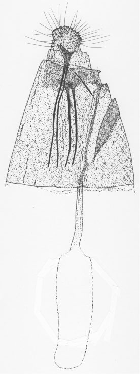 /filer/webapps/moths/media/images/K/kazuri_Phyllonorycter_GF_DePrins3521.jpg