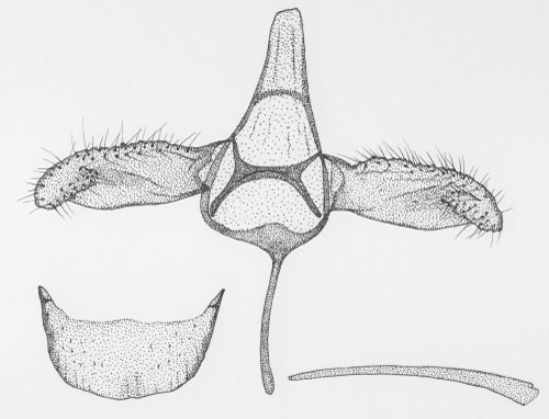 /filer/webapps/moths/media/images/K/kazuri_Phyllonorycter_GM_DePrins3661.jpg
