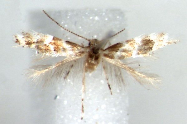 /filer/webapps/moths/media/images/K/kazuri_Phyllonorycter_HT_RMCA.jpg