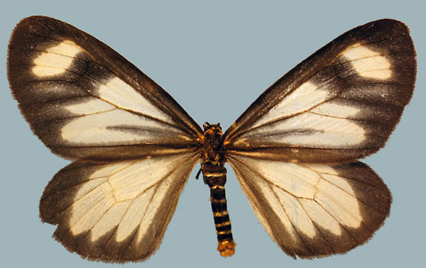 /filer/webapps/moths/media/images/K/kedar_Zerenopsis_AF_Staude.jpg