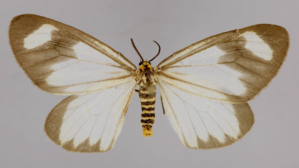 /filer/webapps/moths/media/images/K/kedar_Zerenopsis_A_ZSM_01.jpg