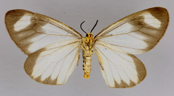 /filer/webapps/moths/media/images/K/kedar_Zerenopsis_A_ZSM_02.jpg