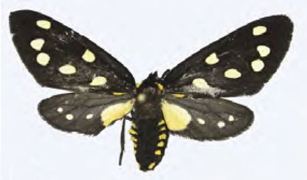/filer/webapps/moths/media/images/K/kefersteinii_Tritonaclia_AF_MNHN.jpg