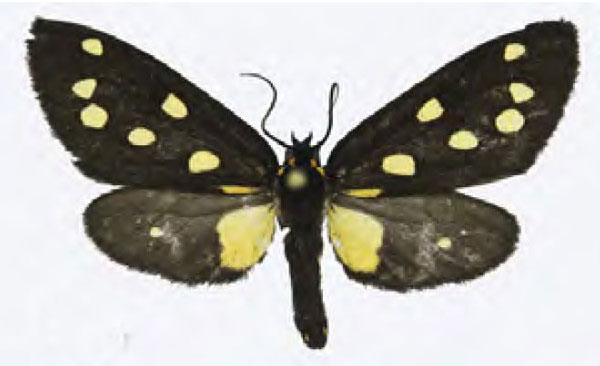 /filer/webapps/moths/media/images/K/kefersteinii_Tritonaclia_AM_MNHN.jpg