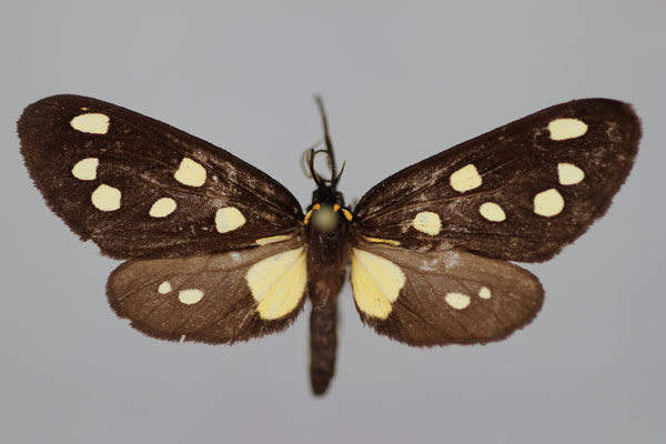 /filer/webapps/moths/media/images/K/kefersteinii_Tritonaclia_A_BMNH.jpg
