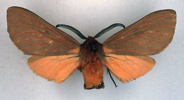 /filer/webapps/moths/media/images/K/kelleni_Metarctia_AM_BMNH_01.jpg