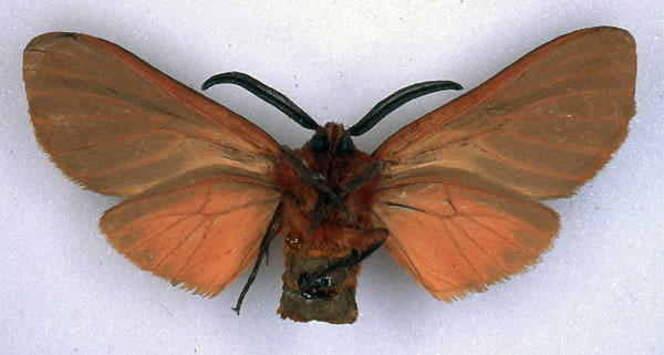 /filer/webapps/moths/media/images/K/kelleni_Metarctia_AM_BMNH_02.jpg