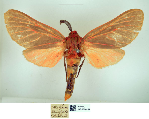 /filer/webapps/moths/media/images/K/kelleni_Metarctia_PLT_RMNH.jpg