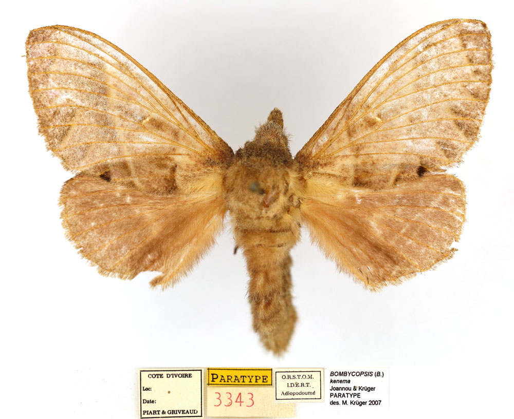 /filer/webapps/moths/media/images/K/kenema_Bombycopsis_PTF_MNHN.jpg