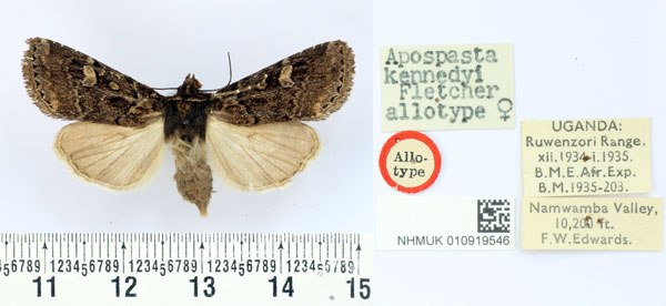 /filer/webapps/moths/media/images/K/kennedyi_Apospasta_AT_BMNH.jpg