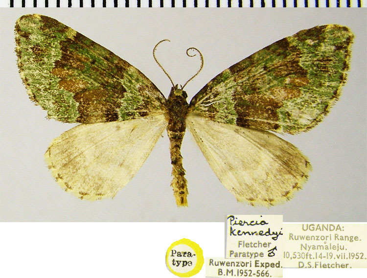 /filer/webapps/moths/media/images/K/kennedyi_Piercia_PTM_ZSM.jpg