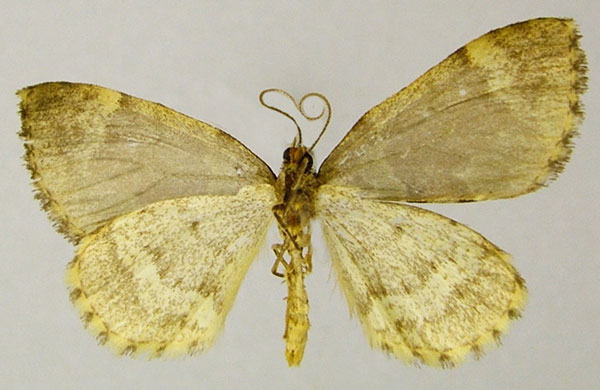 /filer/webapps/moths/media/images/K/kennedyi_Piercia_PTM_ZSMb.jpg