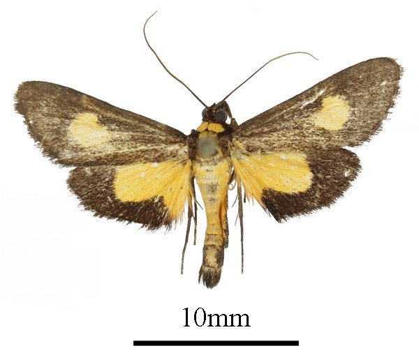 /filer/webapps/moths/media/images/K/kenrickalis_Mabilleodes_AM_a.JPG