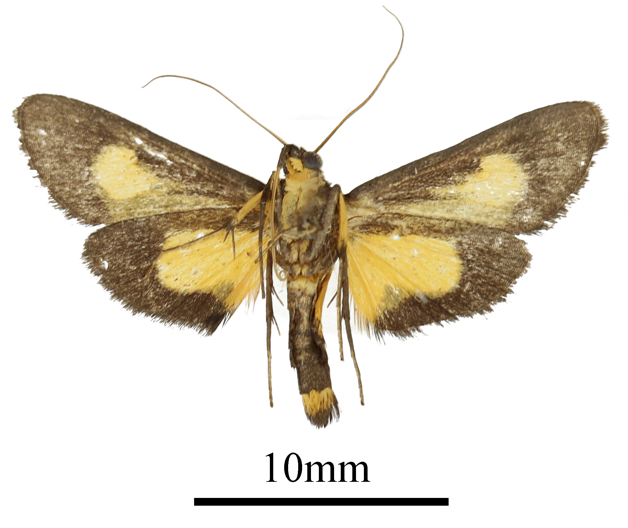 /filer/webapps/moths/media/images/K/kenrickalis_Mabilleodes_AM_b.JPG