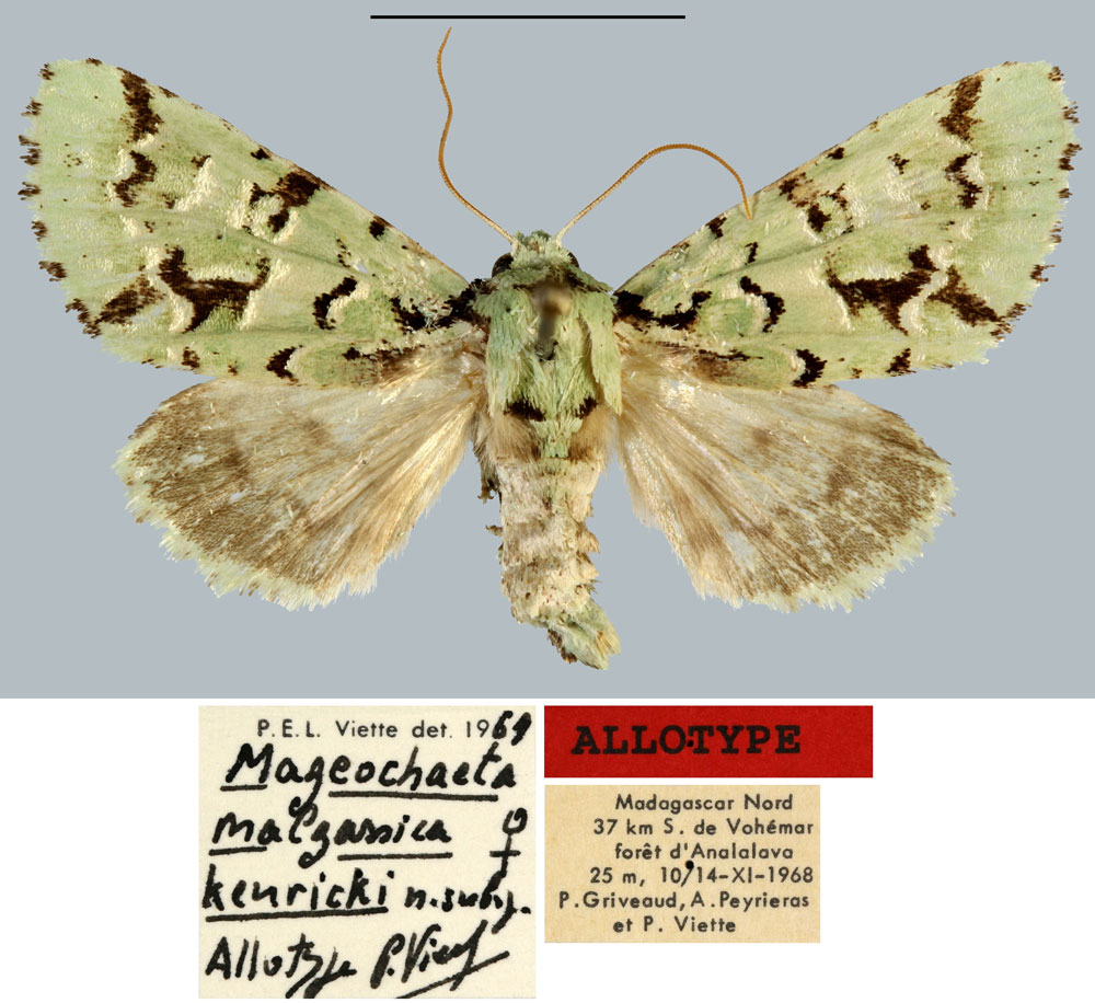 /filer/webapps/moths/media/images/K/kenricki_Mageochaeta_AT_MNHN.jpg