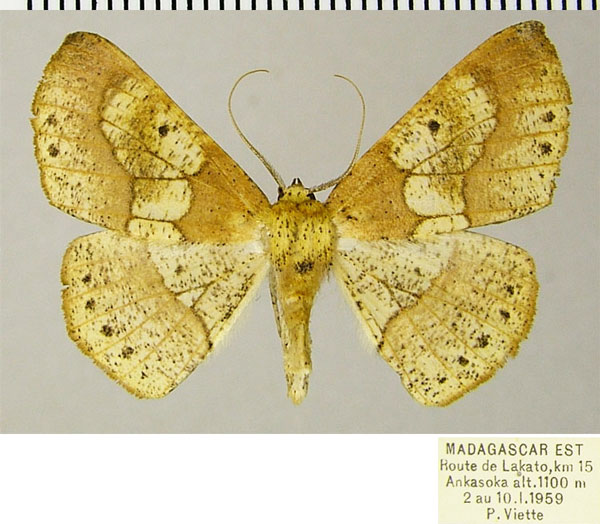 /filer/webapps/moths/media/images/K/kenricki_Psilocerea_AF_ZSM.jpg