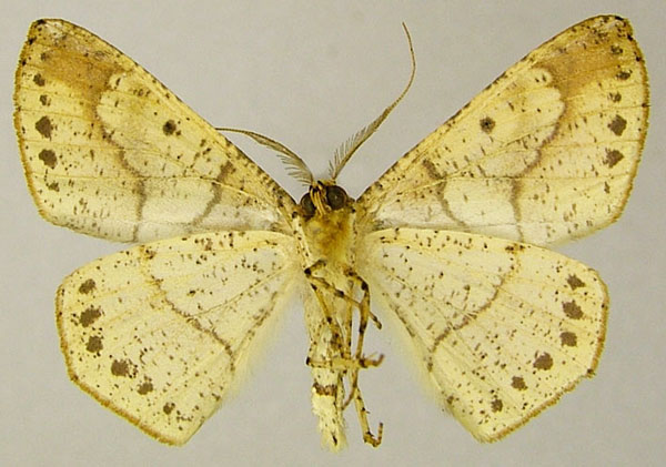 /filer/webapps/moths/media/images/K/kenricki_Psilocerea_AM_ZSMb.jpg