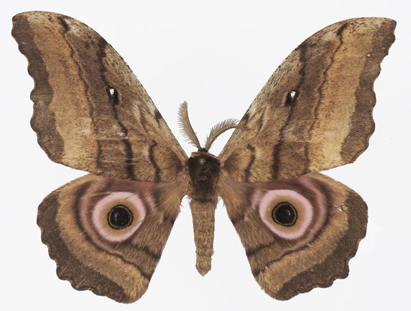 /filer/webapps/moths/media/images/K/kenya_Gynanisa_AM_Basquina.jpg