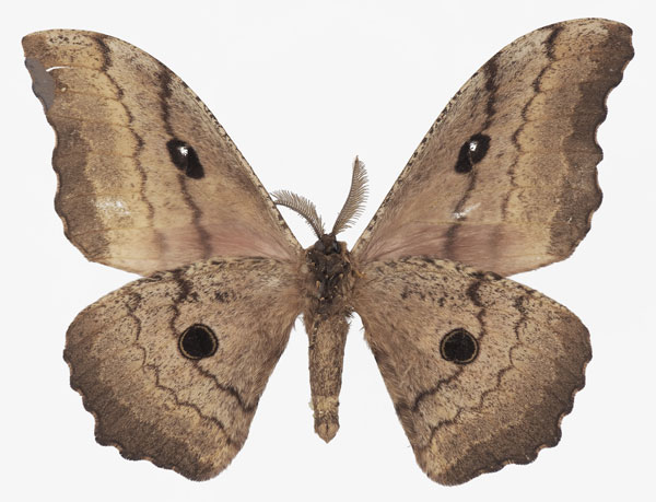 /filer/webapps/moths/media/images/K/kenya_Gynanisa_AM_Basquinb.jpg
