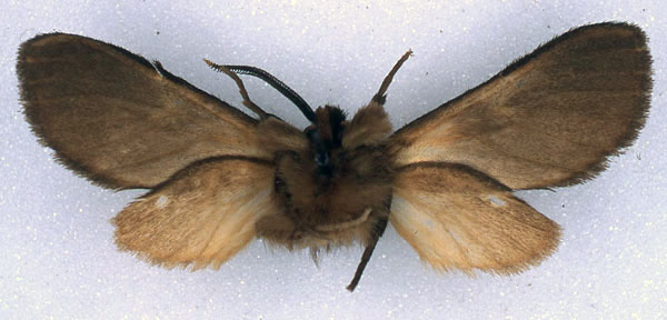 /filer/webapps/moths/media/images/K/kenyae_Metarctia_HT_BMNH_02.jpg