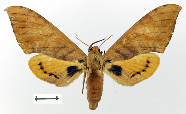 /filer/webapps/moths/media/images/K/kenyae_Pseudoclanis_AF_Basquin.jpg
