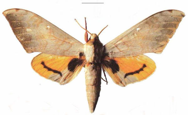 /filer/webapps/moths/media/images/K/kenyae_Pseudoclanis_AM_EMEM_01a.jpg