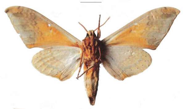 /filer/webapps/moths/media/images/K/kenyae_Pseudoclanis_AM_EMEM_01b.jpg