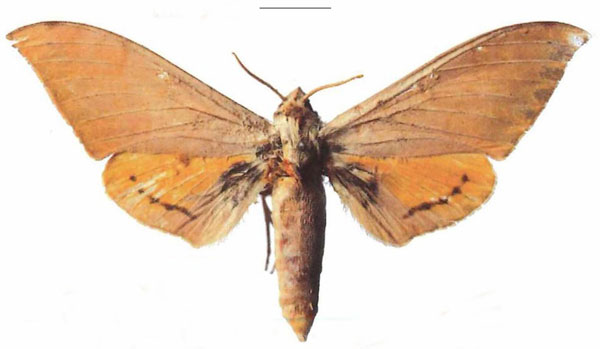 /filer/webapps/moths/media/images/K/kenyae_Pseudoclanis_AM_EMEM_02a.jpg