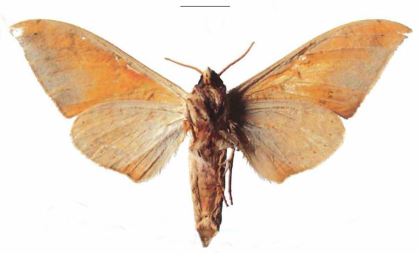 /filer/webapps/moths/media/images/K/kenyae_Pseudoclanis_AM_EMEM_02b.jpg