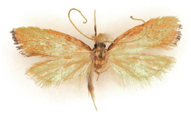 /filer/webapps/moths/media/images/K/kenyaensis_Corymbus_HT_BMNH.jpg